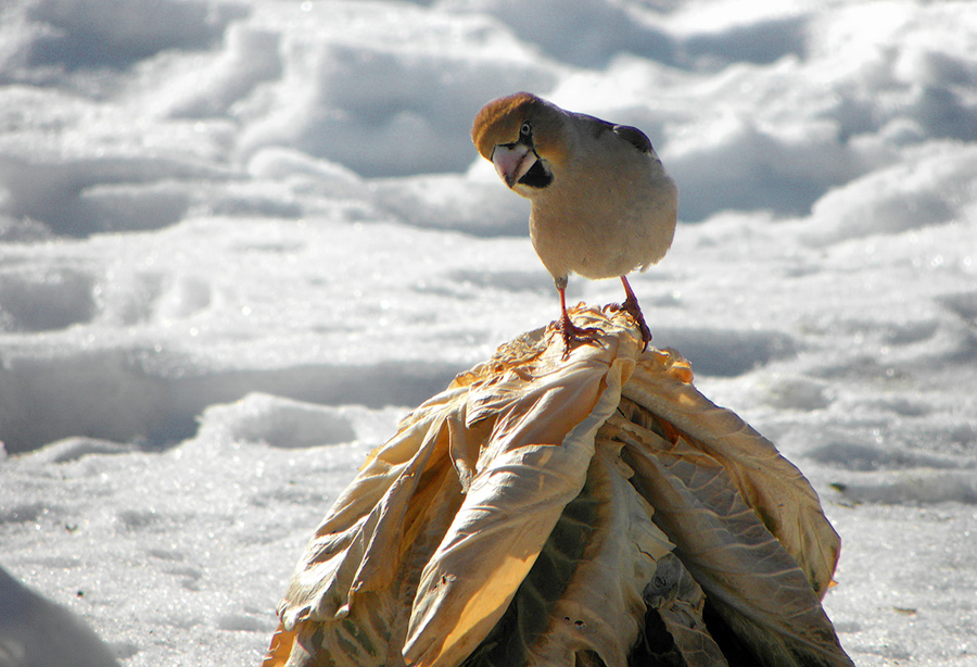 Высоко сижу, далеко гляжу...