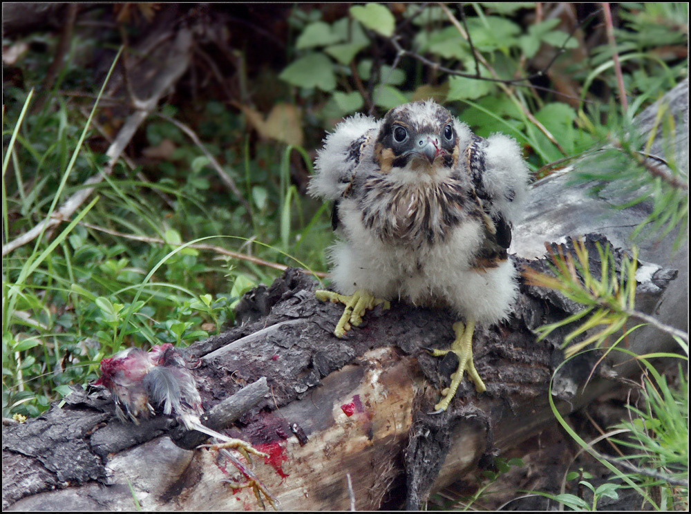 Прерванный завтрак.
