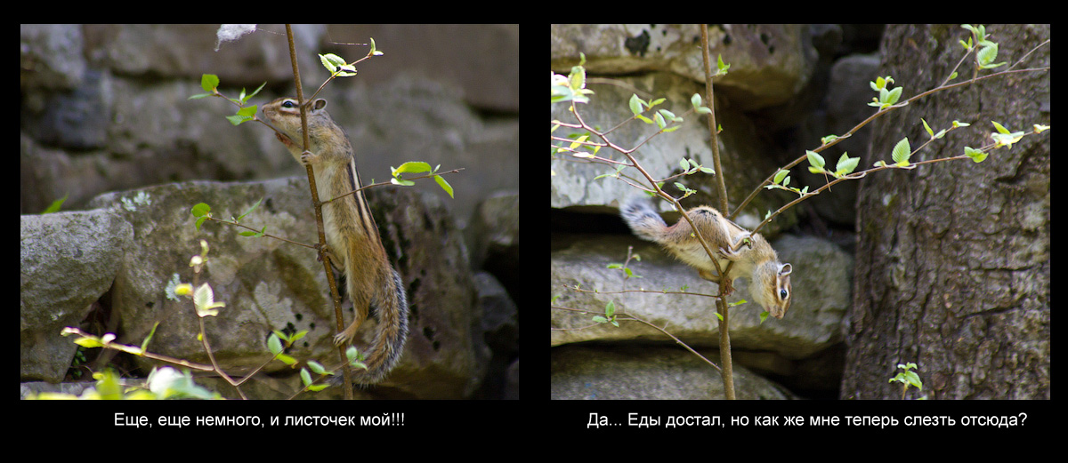 Эпизод из жизни бурундука