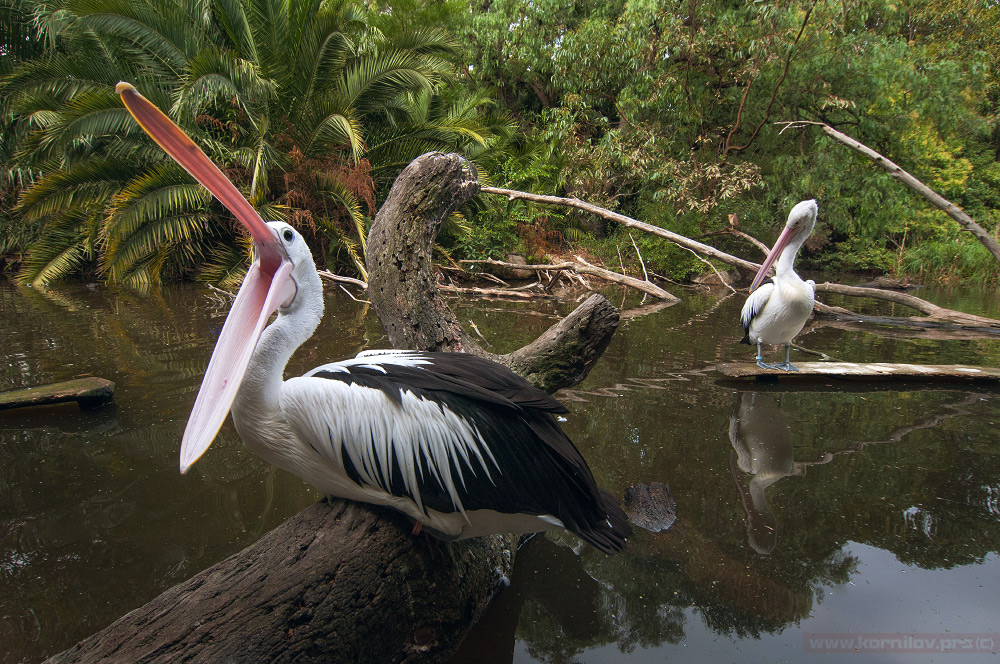 фотографоохота