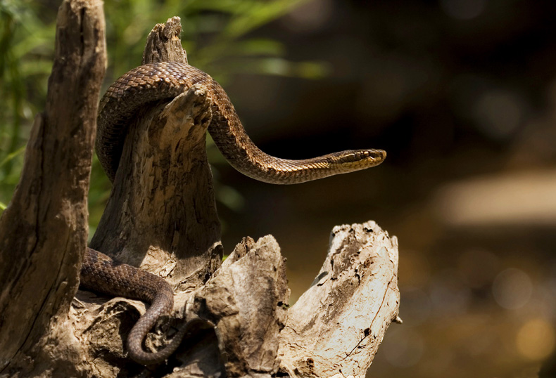 щитомордник .....