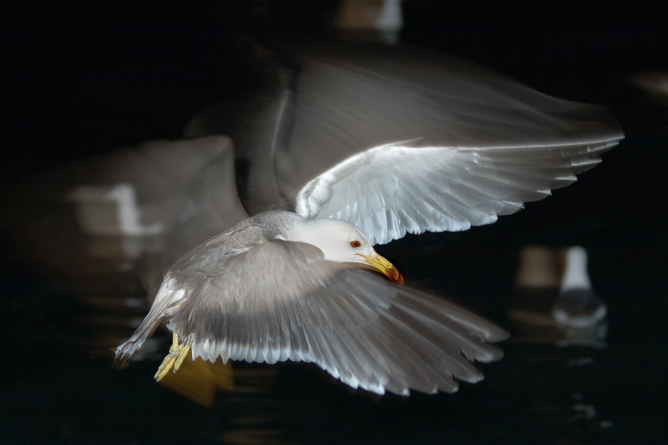 Ночной полет