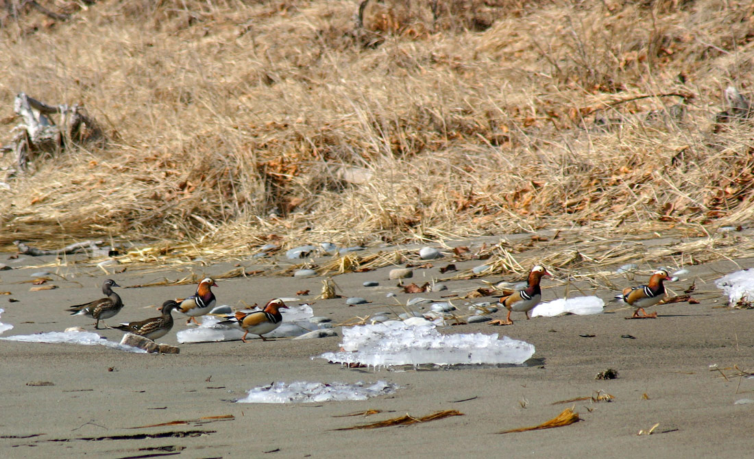 Мандаринки