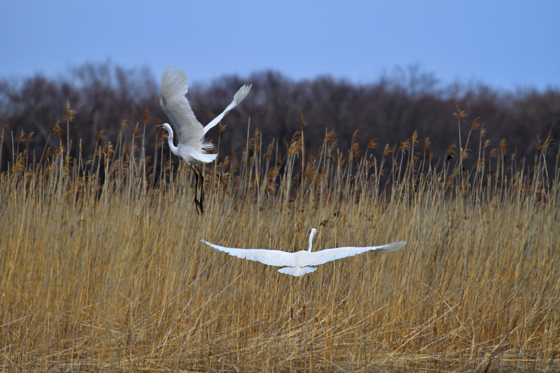 Синим вечером