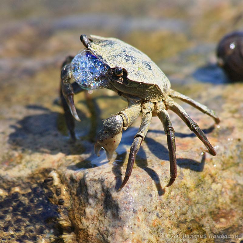 Шоу "мыльных" пузырей