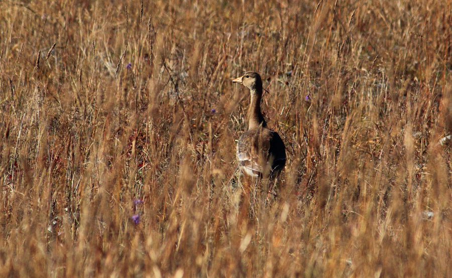 гусь лапчатый