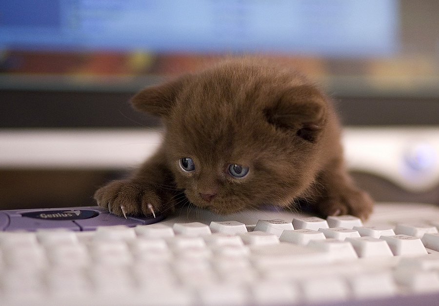 Мама, я забыл как пишется вискас.