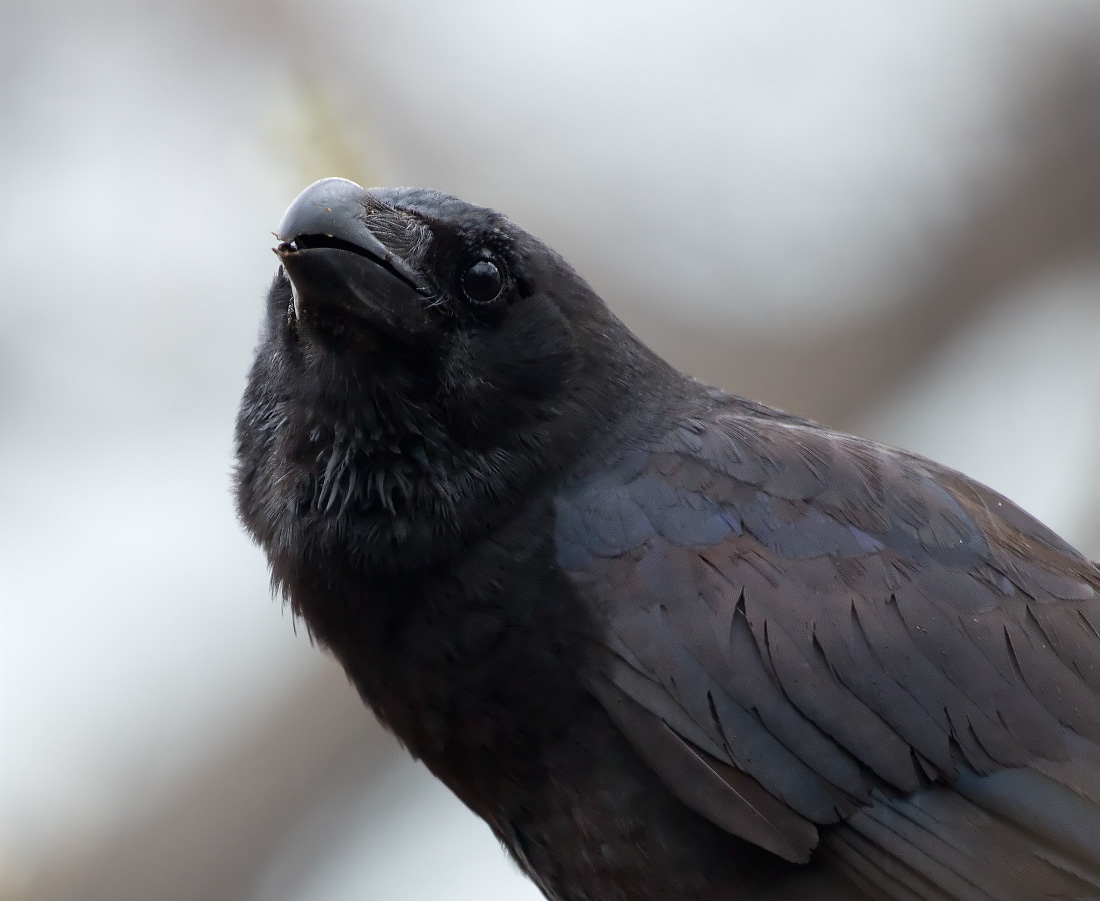 Портрет вороны