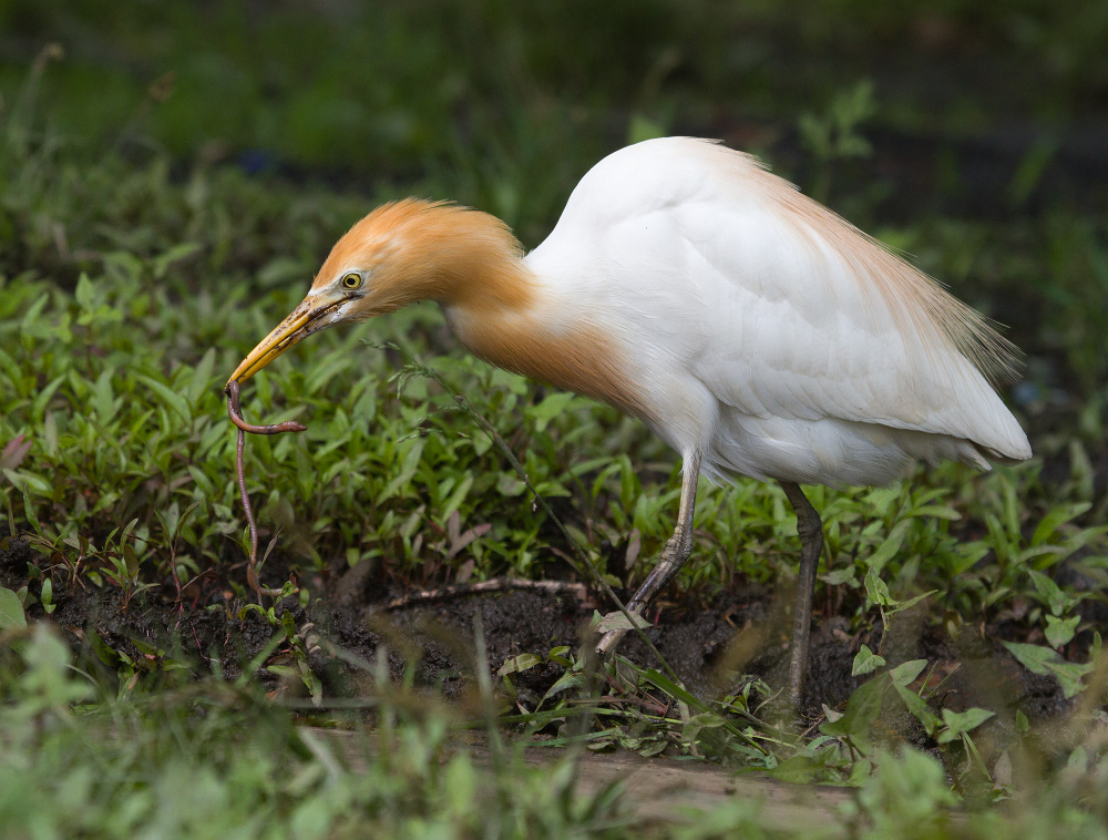 Главное-правильное питание!