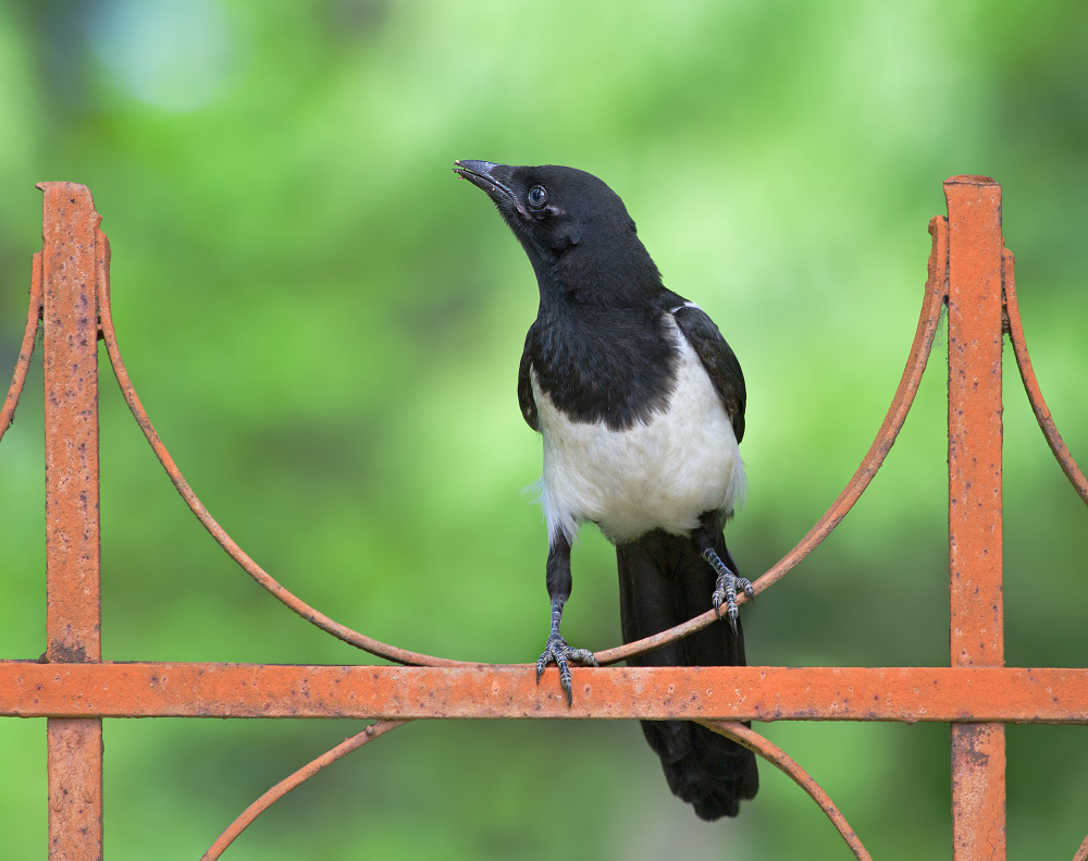 Просто сорока