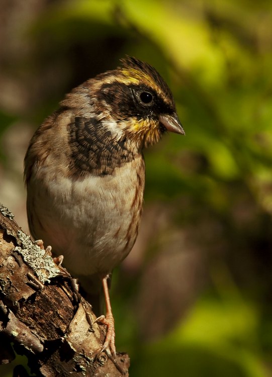 Желтогорлая овсянка