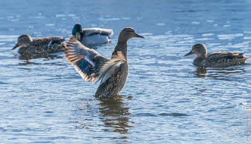 Утренняя Зарядка