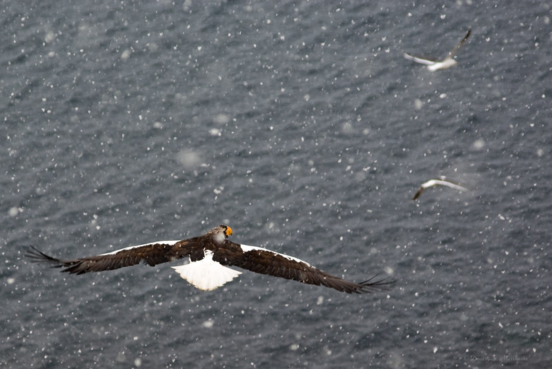 Белоплечий орлан