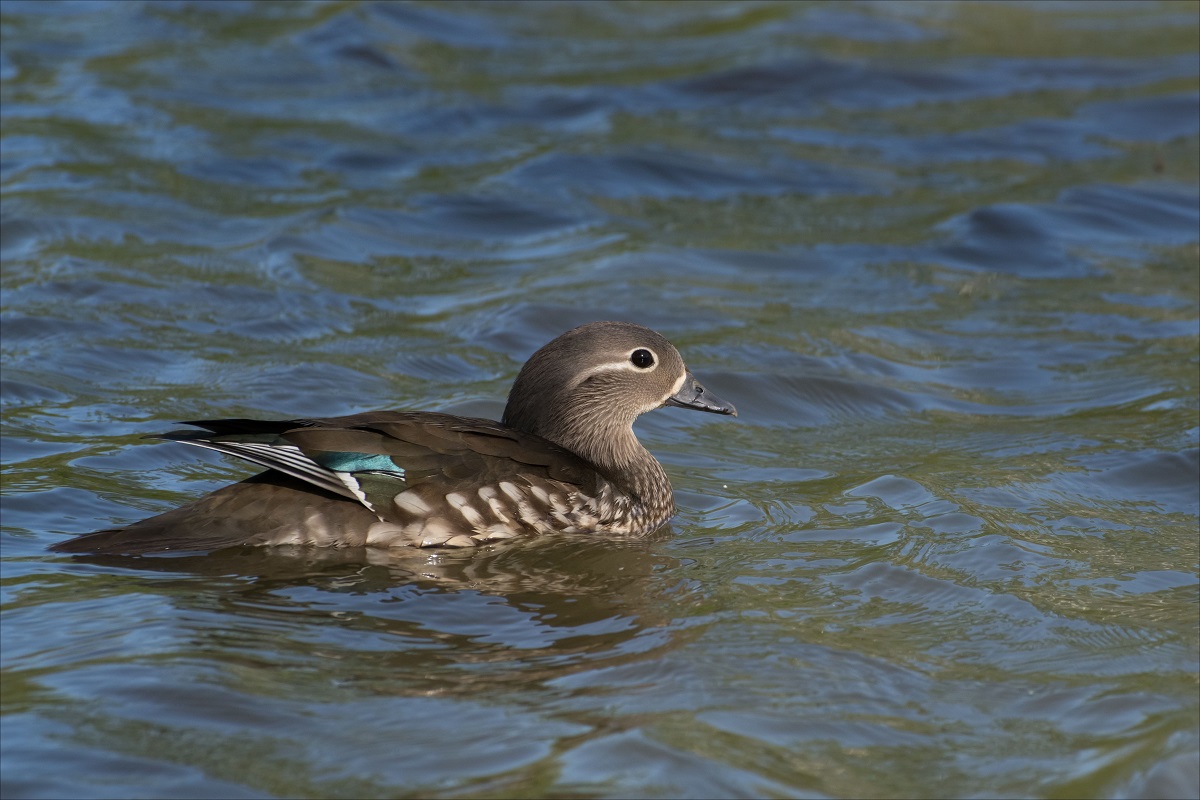 Мандаринка
