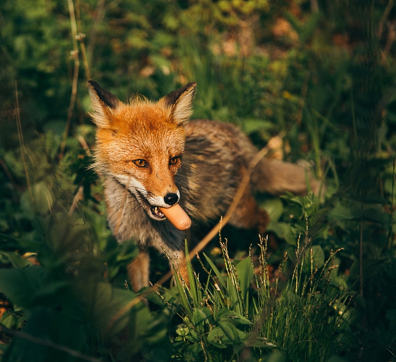 Рыжая попрошайка)