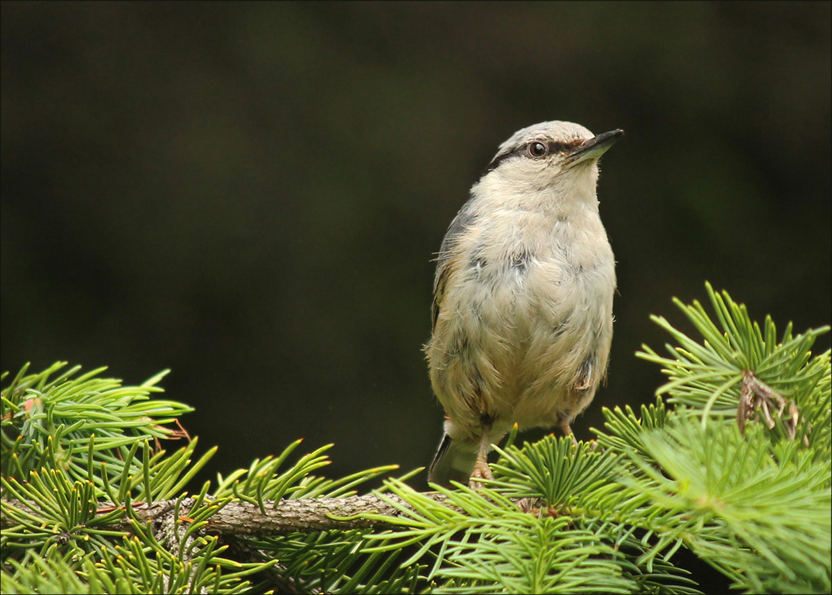 Птичка поползень