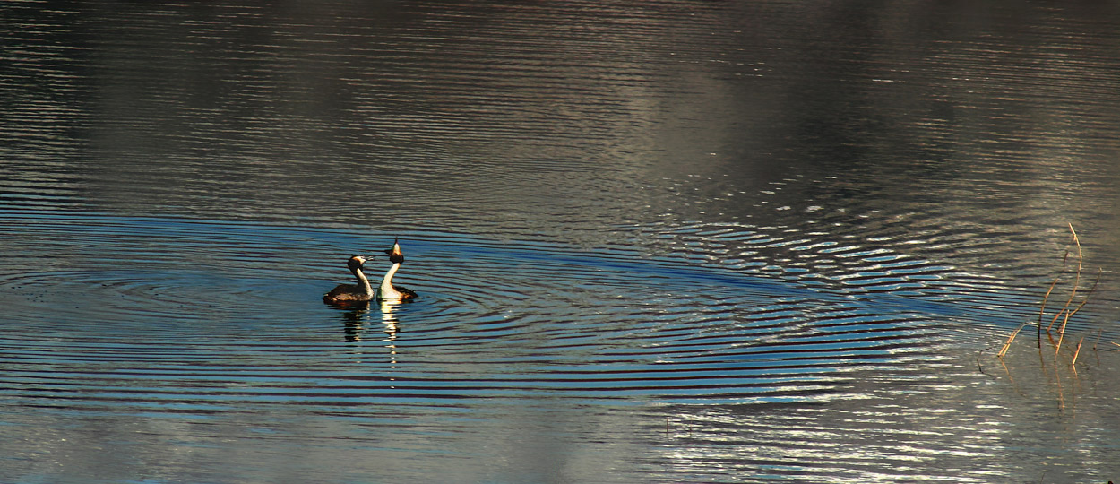 Танцующие чомги