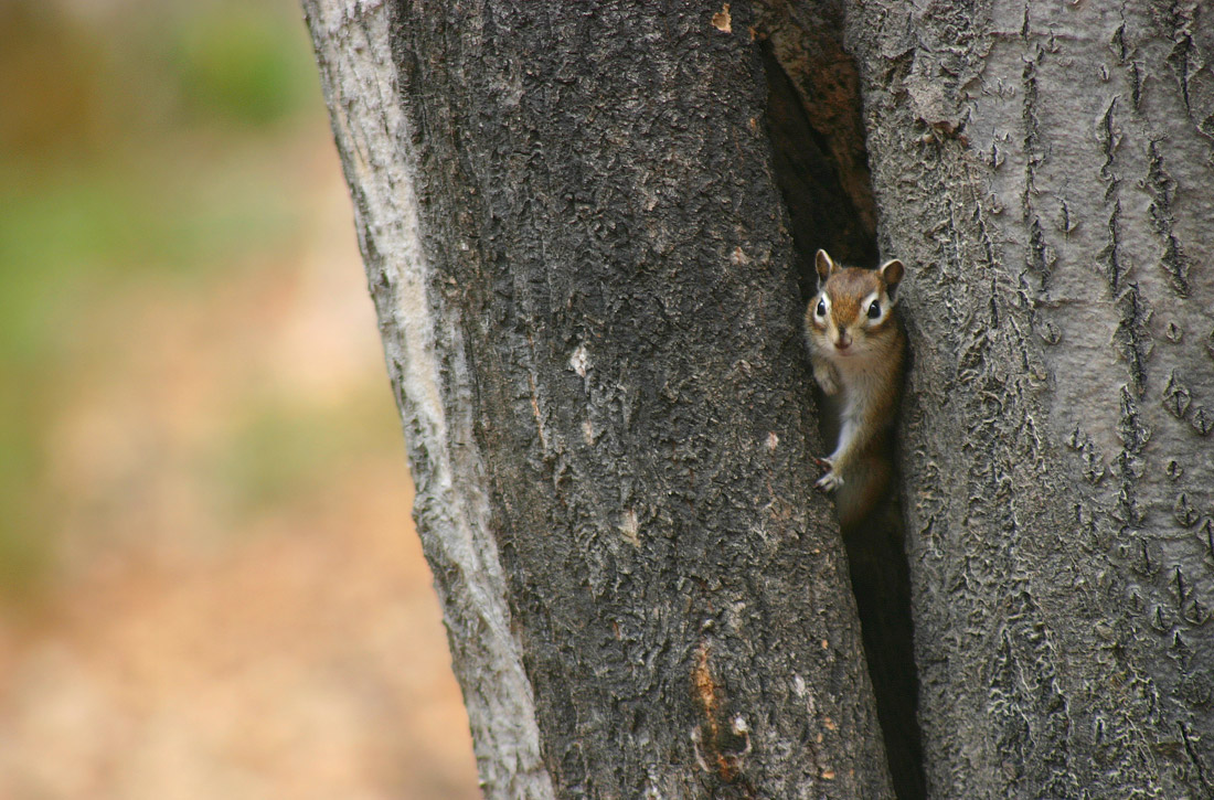 Ты друг или враг?