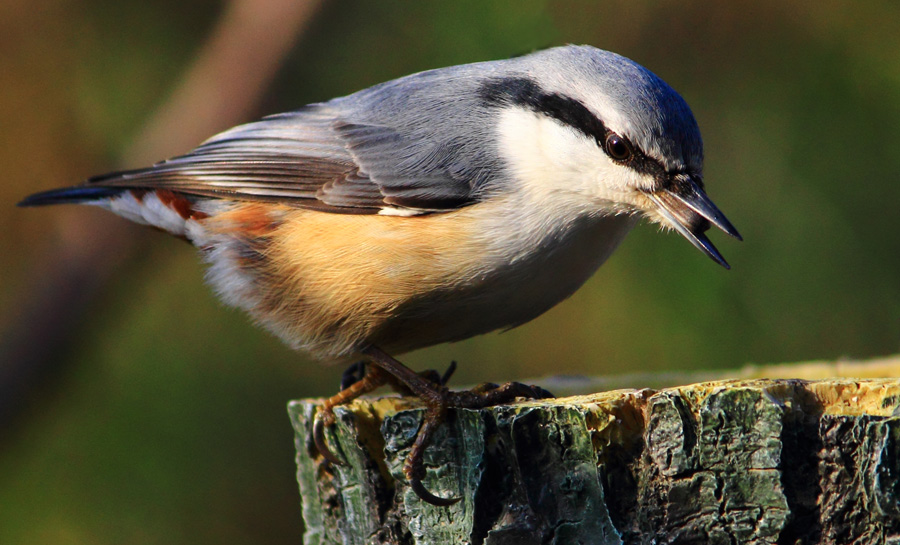 поползень с добычей