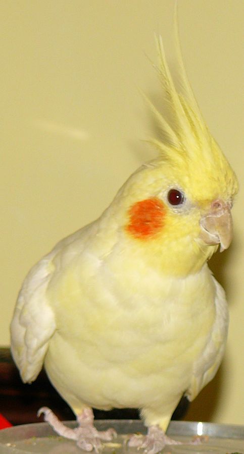 Свободу ПО-ПУ-ГА-Я-М!!!