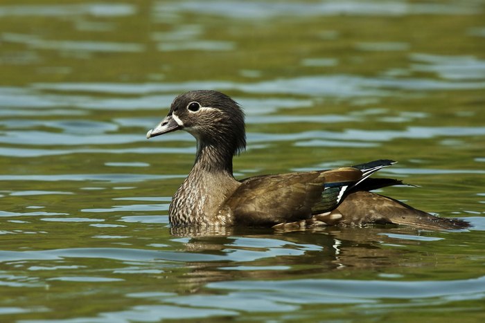 Мандаринка