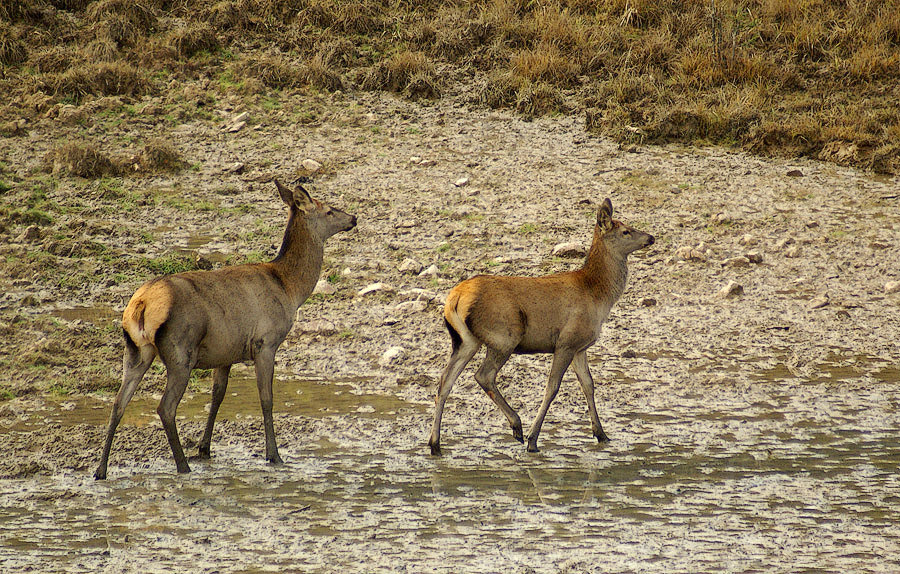 Изюбри на солонце