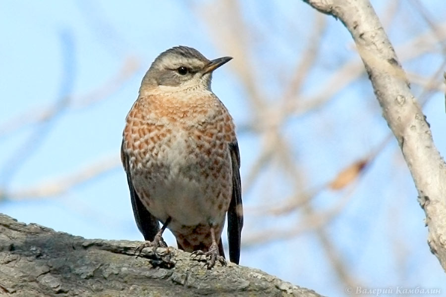 Гордый птиц