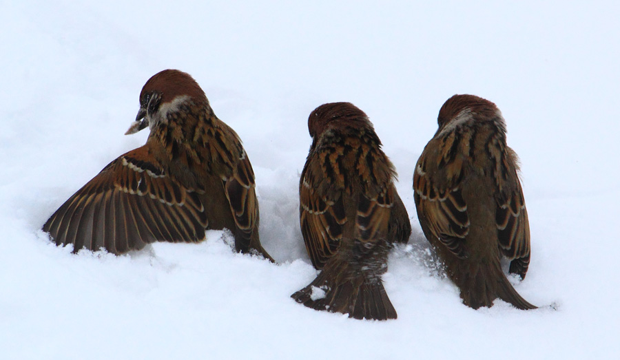 Брат, может поделишься?..
