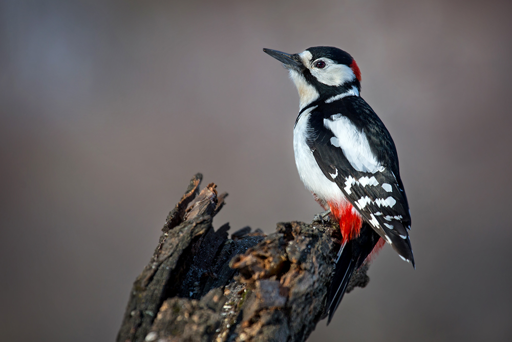 Большой пестрый