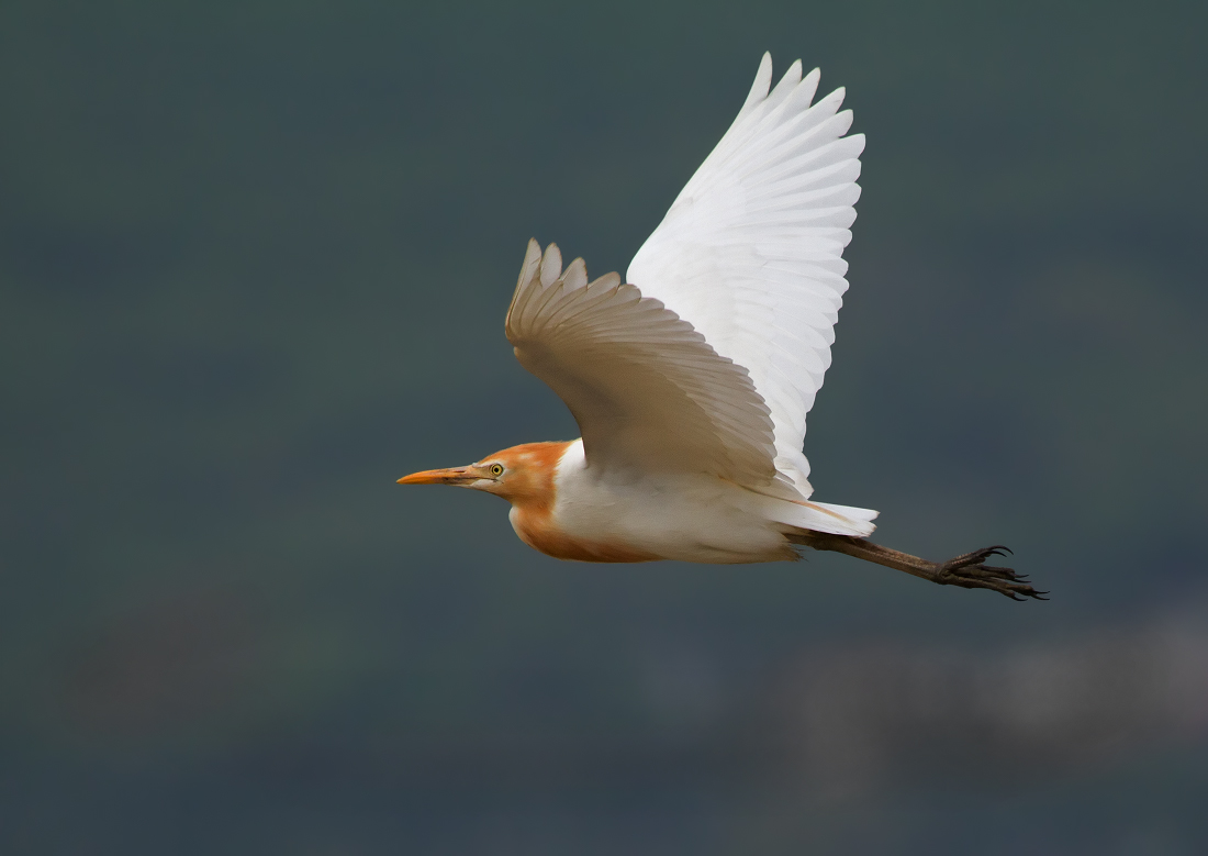 Полет цапли