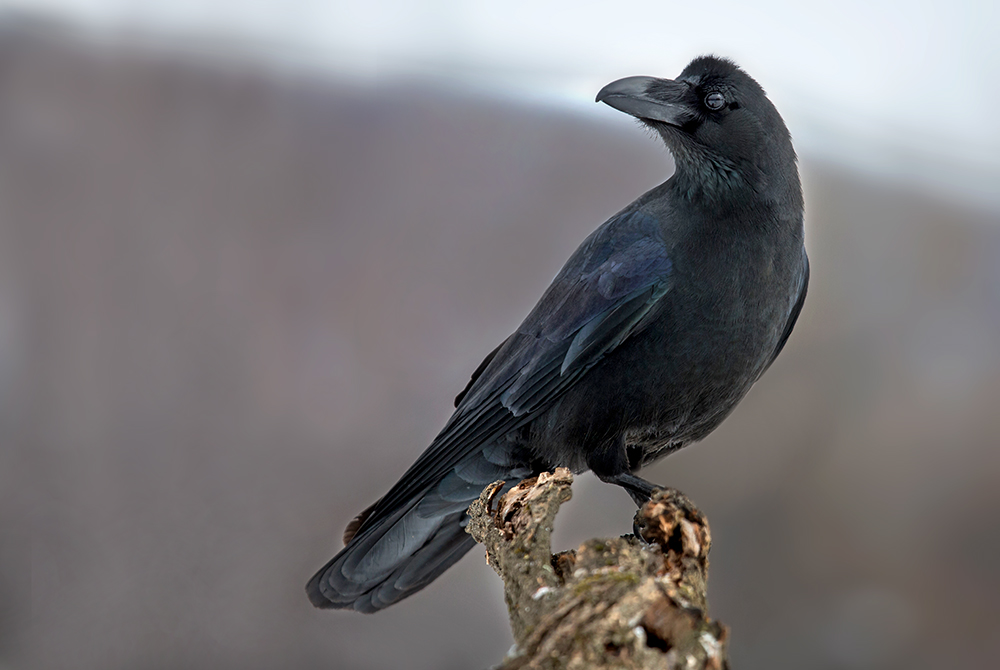 Большеклювая ворона