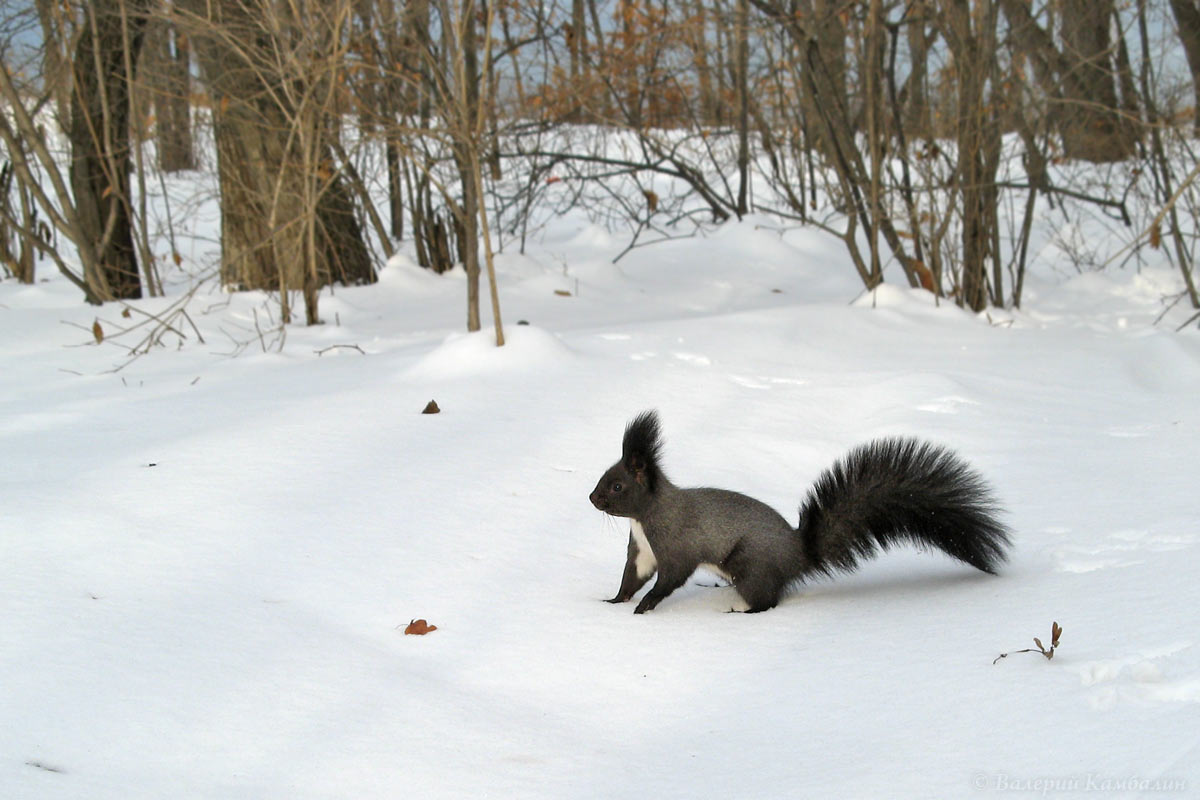 По свежему снегу
