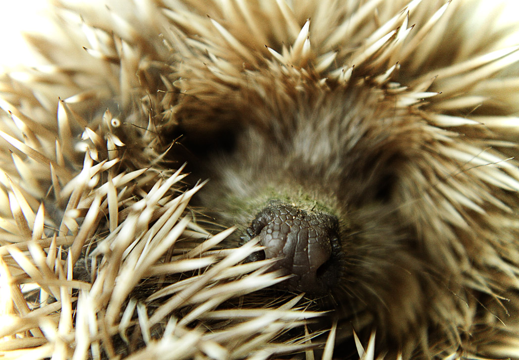 Малыш укутался колючим одеялом