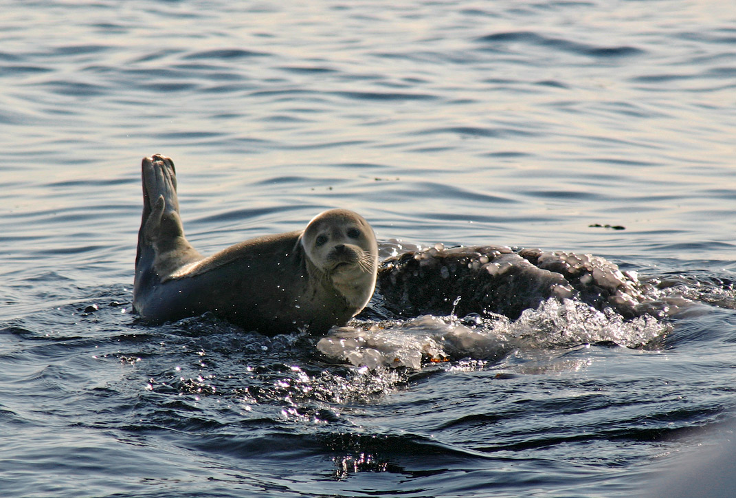 Ну где же мама?