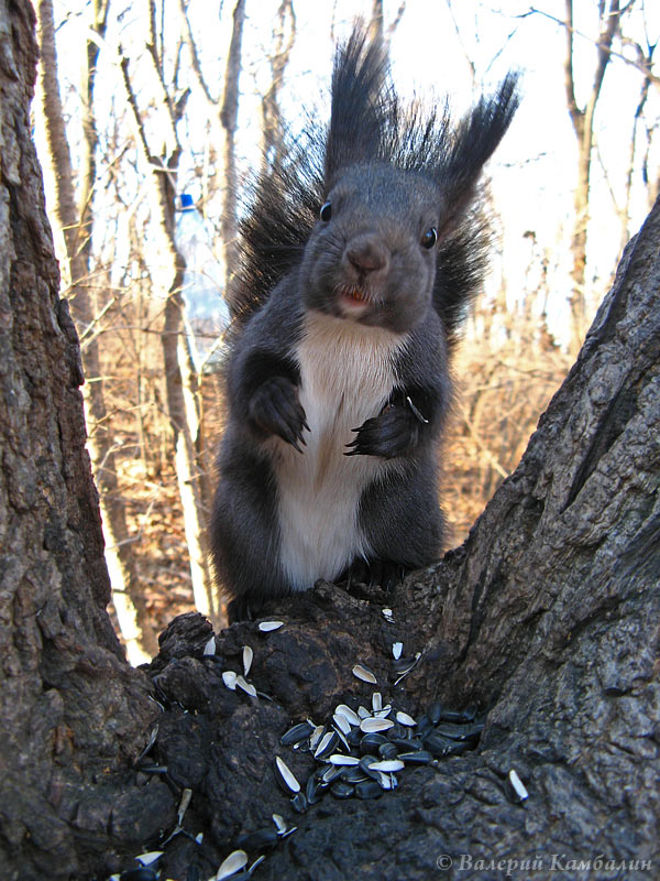 Маньчжурская белка