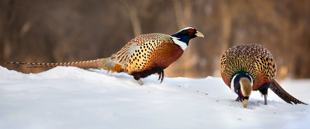 два товарища