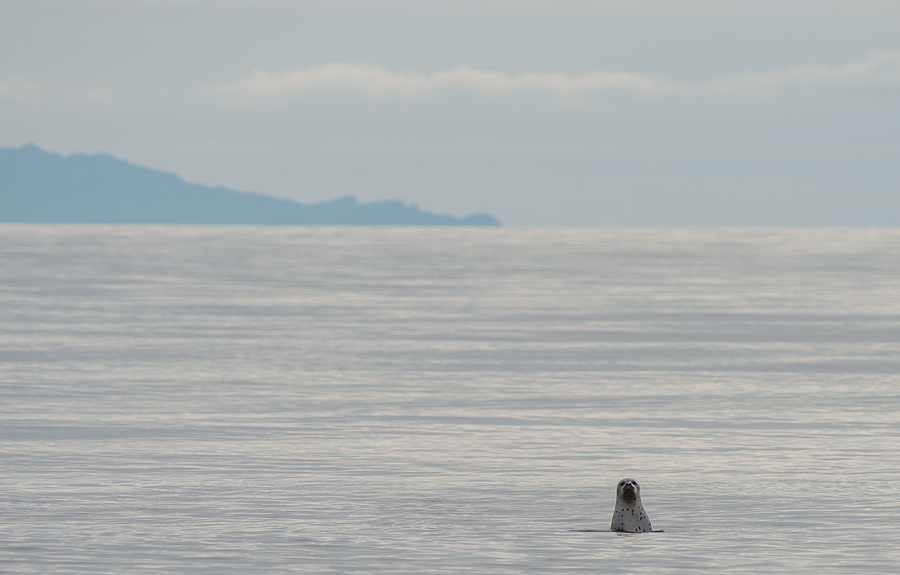 любопытство