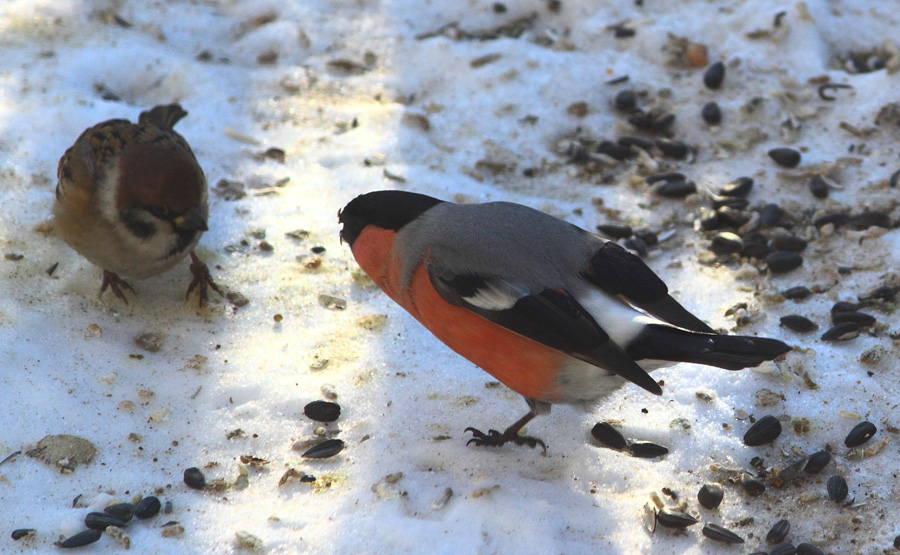Птичьи войны