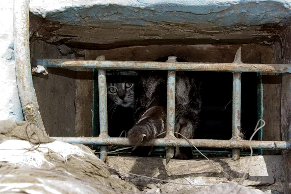 сижу за решеткой в подвале сыром