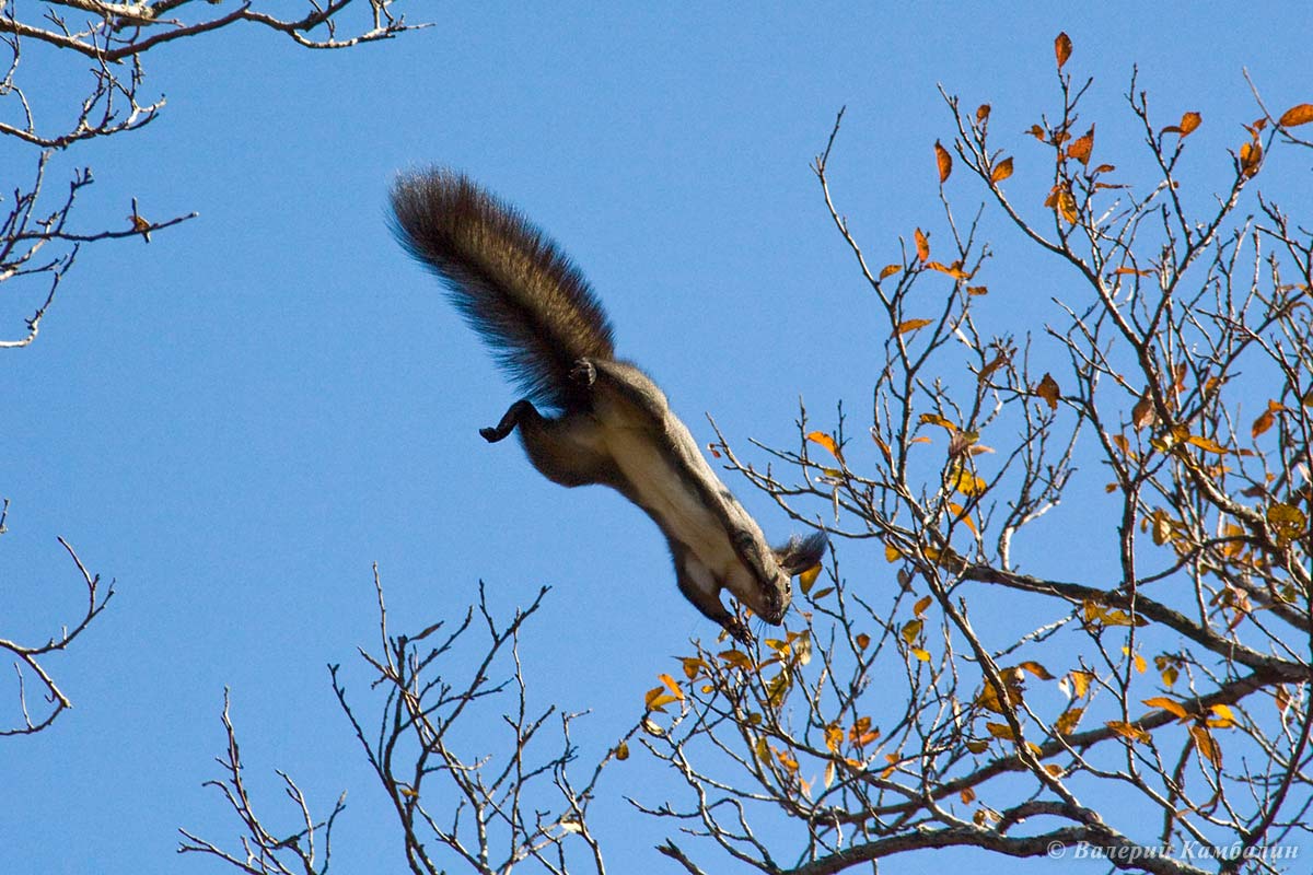 Белка в полете