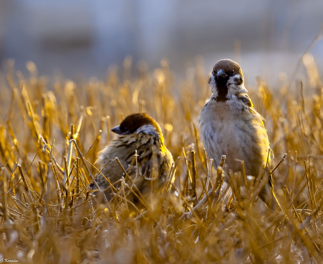 Прячься,нас кажется заметили!