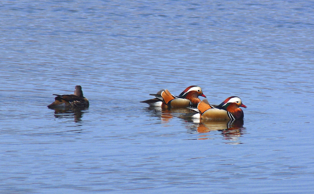 Довыбиралась :)
