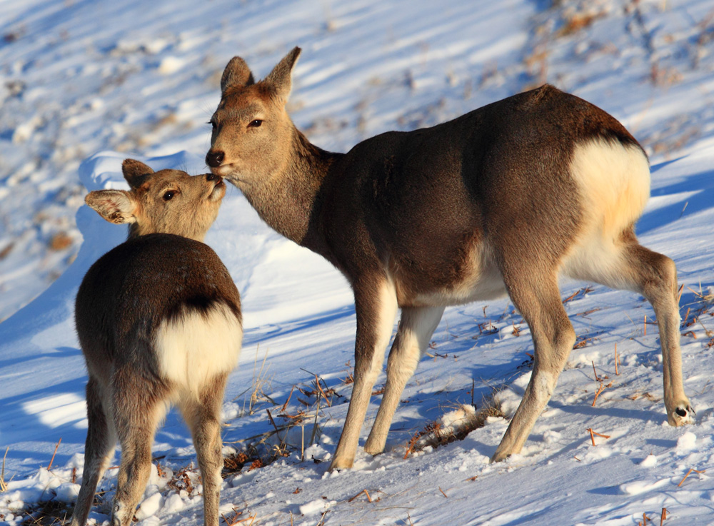 поцелую мамочку!