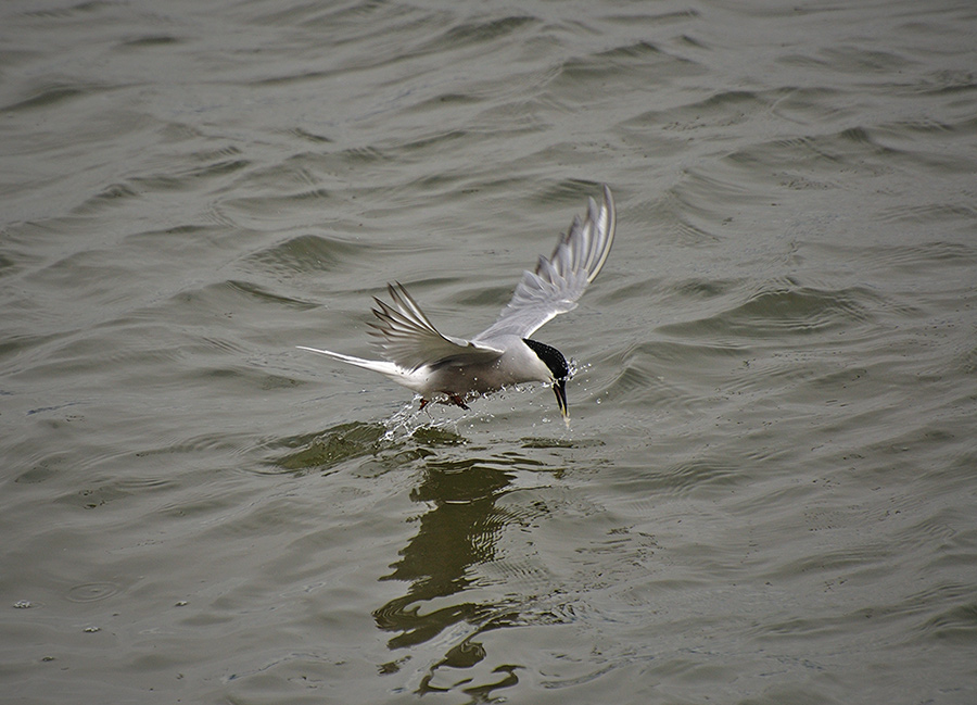 Ловец сельдяной икры