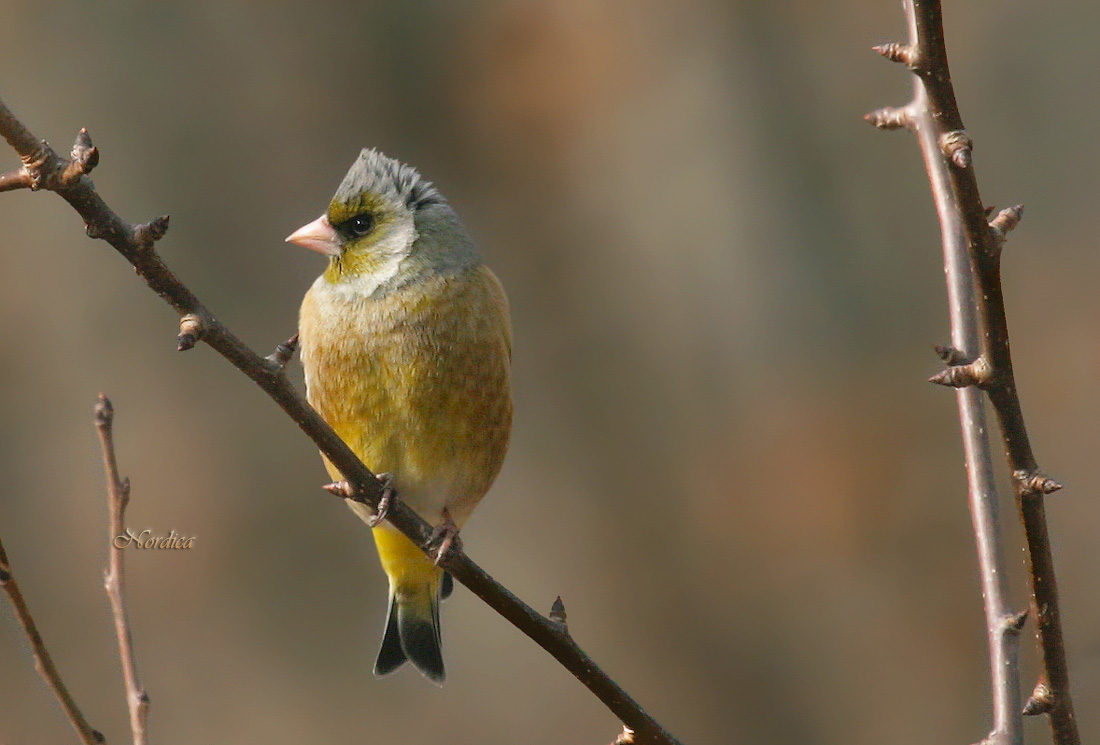 Против ветра