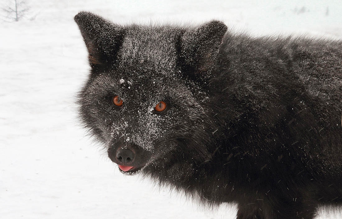 Шёрстка подкачала, но глаза...!