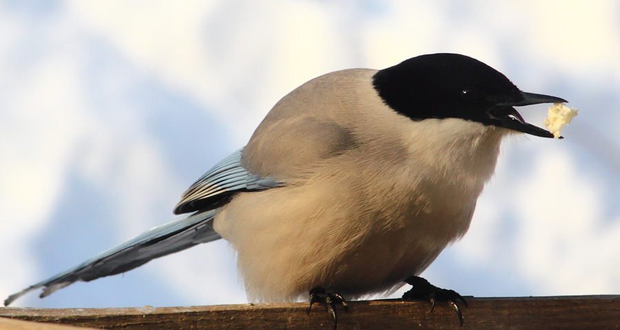 сорока голубая