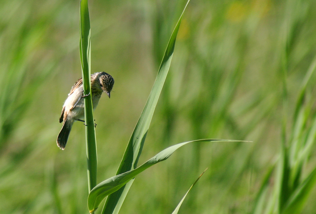 Чего хочу, то и не буду делать!