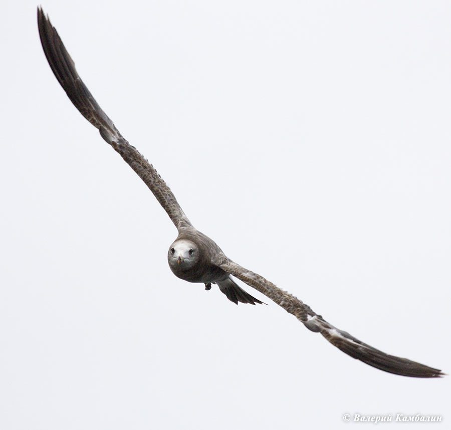 Молодая чернохвостая чайка