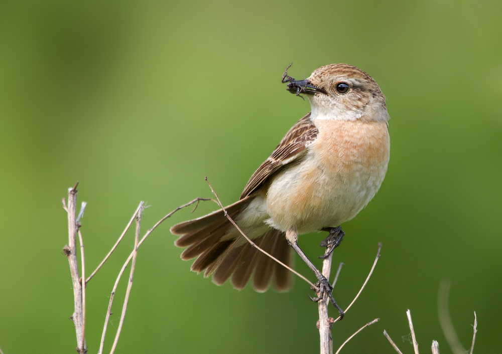 Паучка не желаете попробовать?